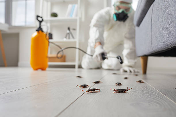 Post-Treatment Bed Bug Interceptor Monitoring in Walton Park